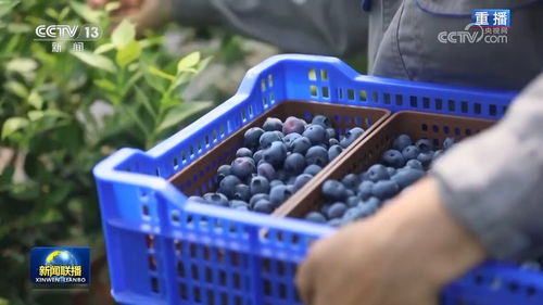 特色產(chǎn)業(yè)激發(fā)鄉(xiāng)村振興新活力